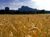 wheat field